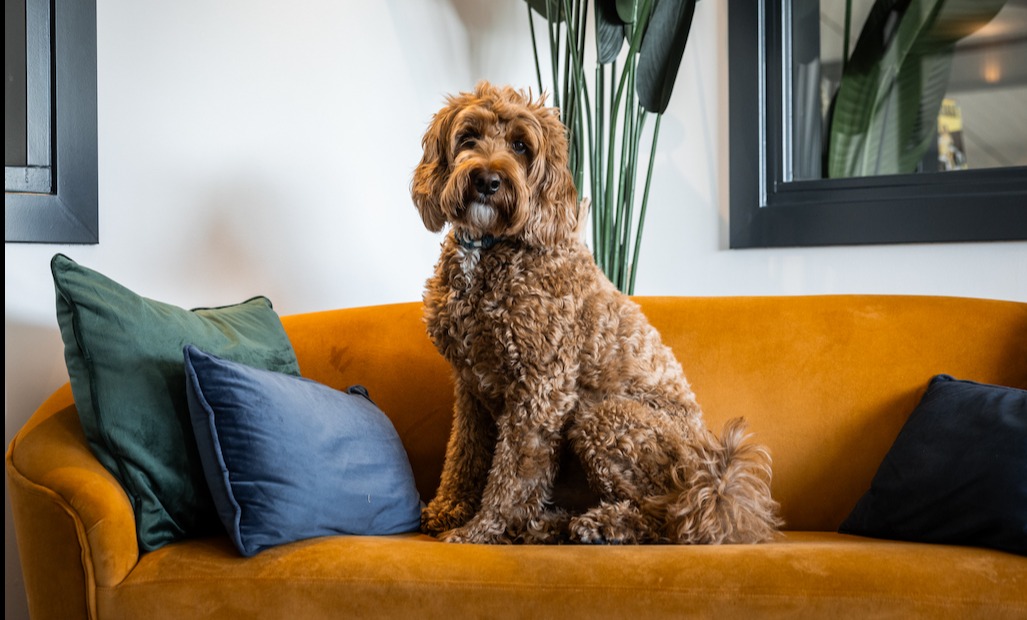 Article article_images_2_176710584666373322.jpg | De Occasion Fabriek